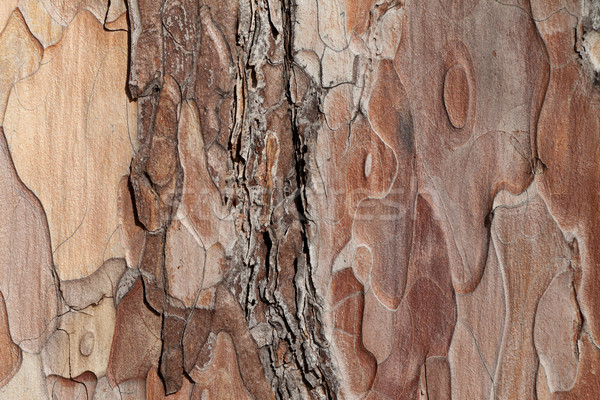 Textură fotografie pin copac Imagine de stoc © BSANI