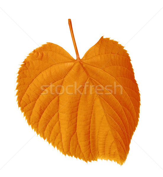 Autumn tilia leaf Stock photo © BSANI