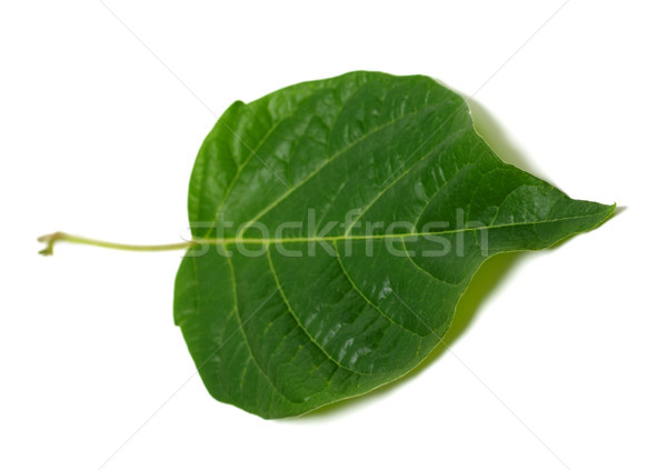 Primavera hoja blanco aislado atención selectiva fondo Foto stock © BSANI