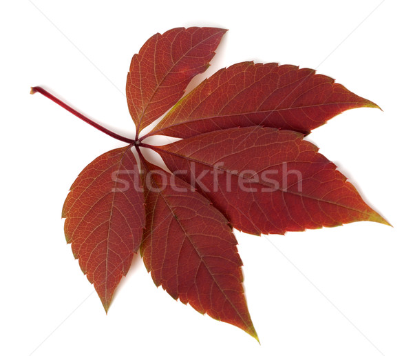 Red autumn virginia creeper leaf on white background Stock photo © BSANI
