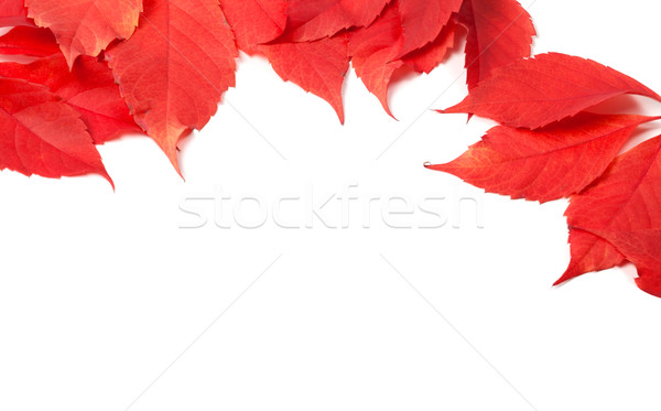 Autumn leaves frame (Virginia creeper leaves) Stock photo © BSANI