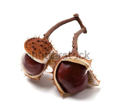 Two horse chestnuts inside dry peel Stock photo © BSANI