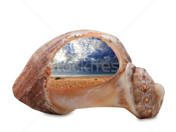 Sea beach in sun day through broken rapana shell Stock photo © BSANI