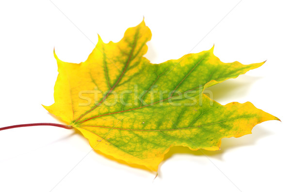Yellowed autumn maple leaf Stock photo © BSANI