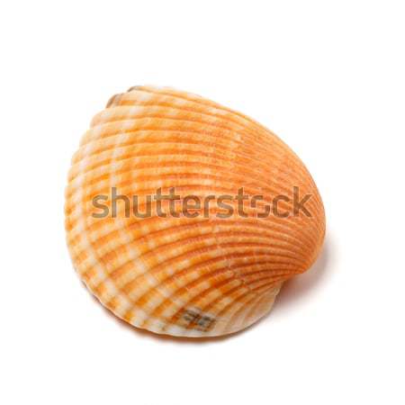 Seashell isolated on white background Stock photo © BSANI