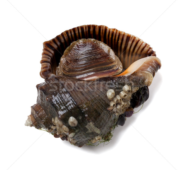 Stock photo: Veined rapa whelk