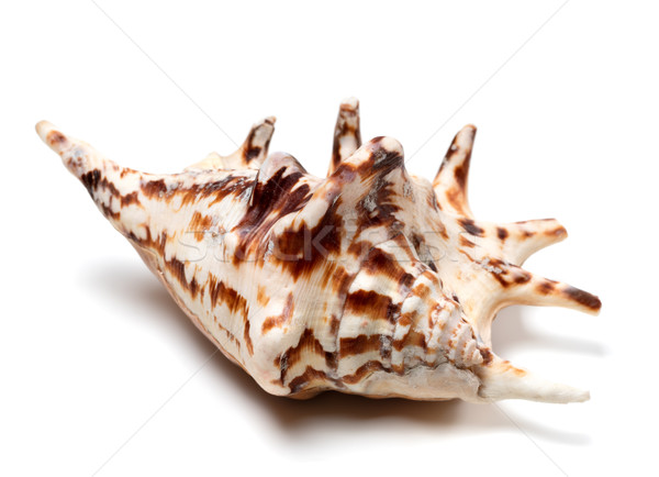 Stock photo: Lambis tiger shell 