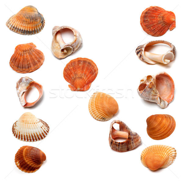Letter N composed of seashells Stock photo © BSANI