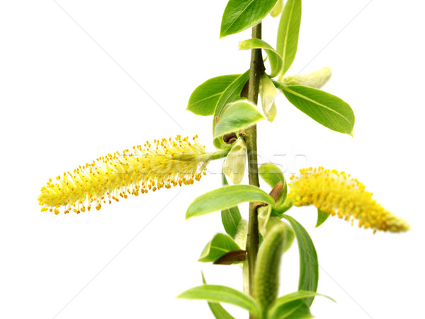 весны ива молодые зеленые листья желтый изолированный Сток-фото © BSANI