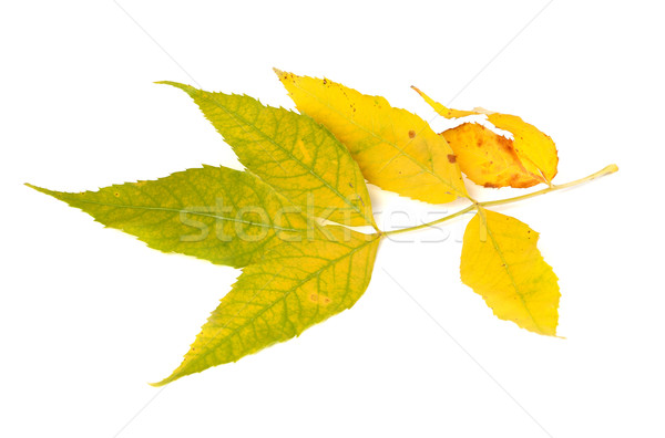 Yellowed autumn leaf  Stock photo © BSANI