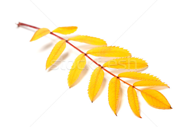 Yellow autumn rowan leaves on white background Stock photo © BSANI