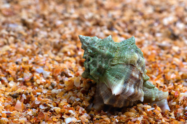 Wet seashell on sand Stock photo © BSANI