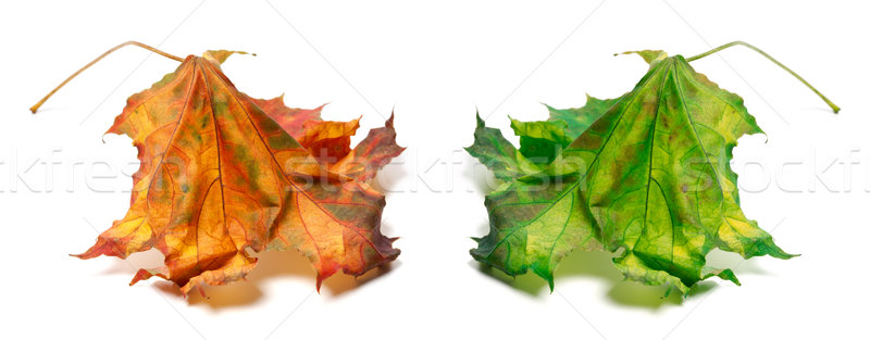Dry orange and green maple-leaf Stock photo © BSANI