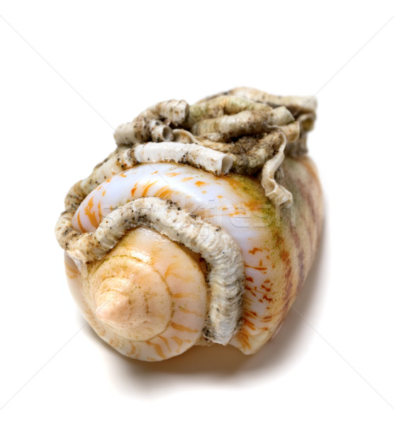 Kagyló kúp csiga fehér izolált közelkép Stock fotó © BSANI
