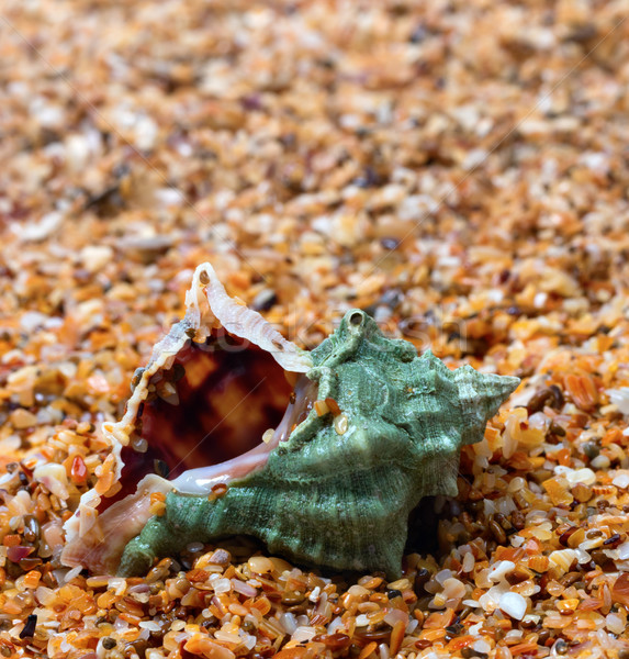 Wet seashell on sand Stock photo © BSANI
