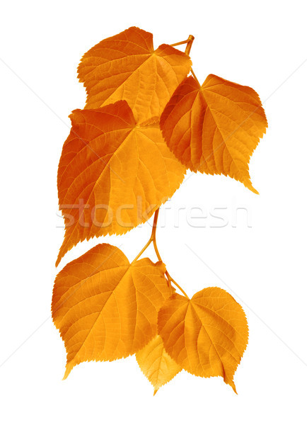 Autumn sunlight leafs  Stock photo © BSANI