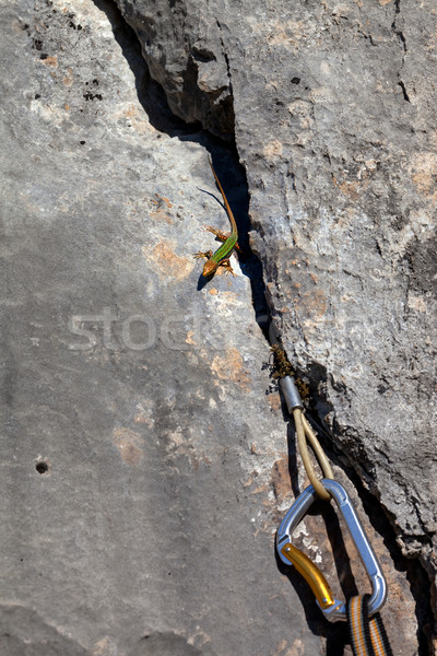 Stock photo: Sand lizard on rock and climbing equipment