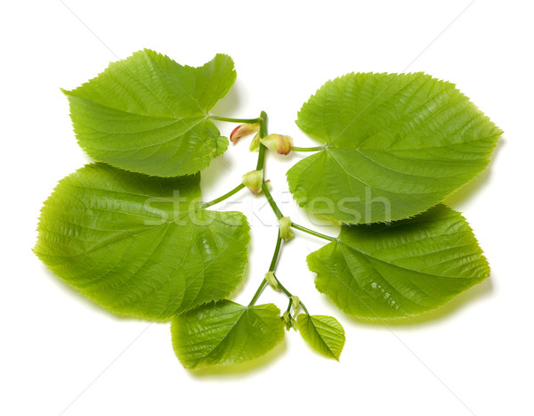 Spring tilia leafs Stock photo © BSANI