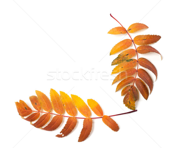 Autumnal rowan leaf isolated on white background Stock photo © BSANI