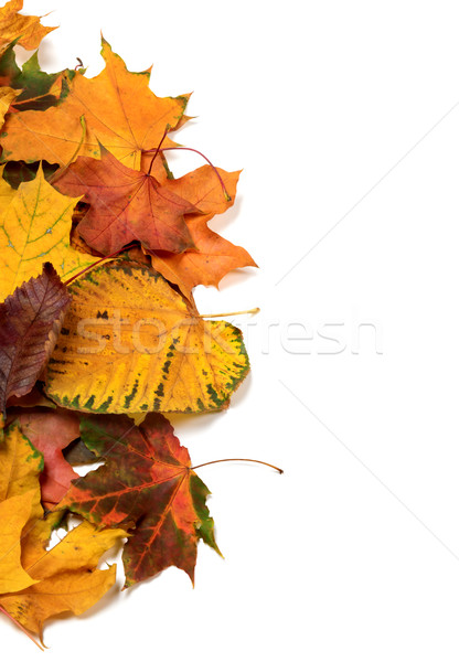 Autumn multicolor leaves Stock photo © BSANI