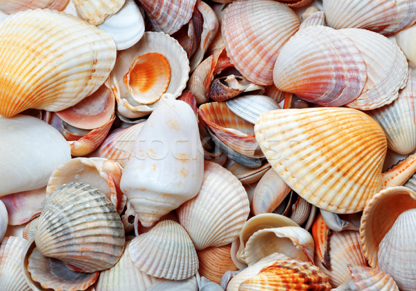 Seashells at sun summer day Stock photo © BSANI