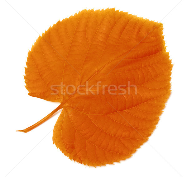 Autumn leaf on white Stock photo © BSANI