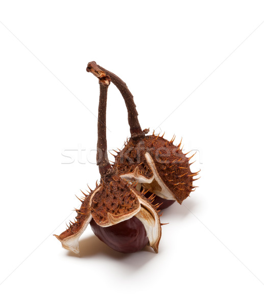Two horse chestnuts on branch Stock photo © BSANI
