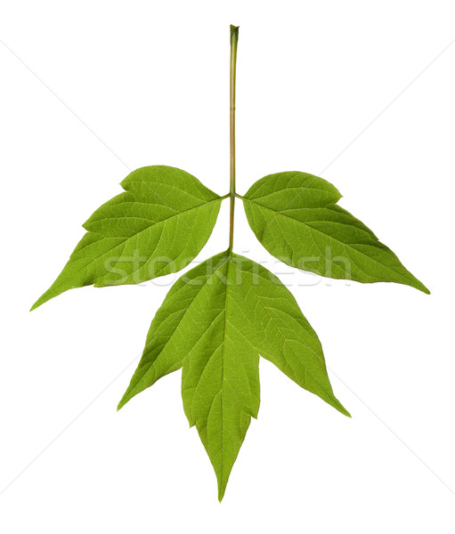 Spring acer negundo leaf Stock photo © BSANI