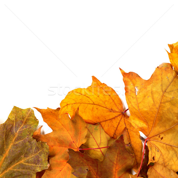 Autumn dried maple-leafs  Stock photo © BSANI