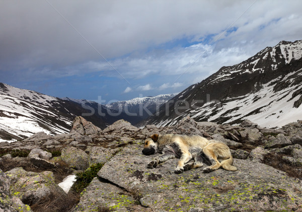 Dog sleeping on stone in mountains Stock photo © BSANI