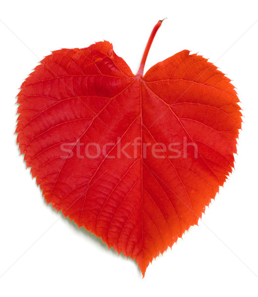 Red leaf on white Stock photo © BSANI