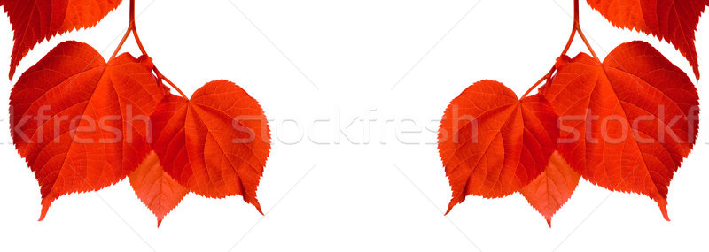 Red autumn tilia leaves Stock photo © BSANI
