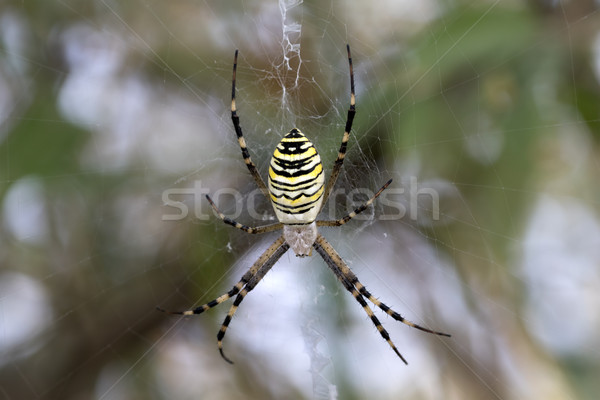 Aranha teia de aranha vespa natureza verde pernas Foto stock © BSANI