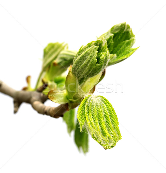 Spring twig of horse chestnut tree Stock photo © BSANI