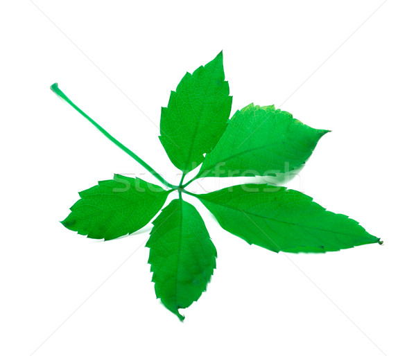 Green leaf Stock photo © BSANI