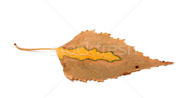 Dry yellowed autumn leaf of birch Stock photo © BSANI