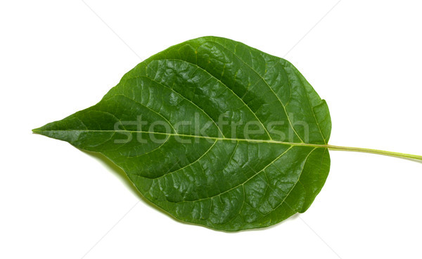 Spring leaf on white Stock photo © BSANI