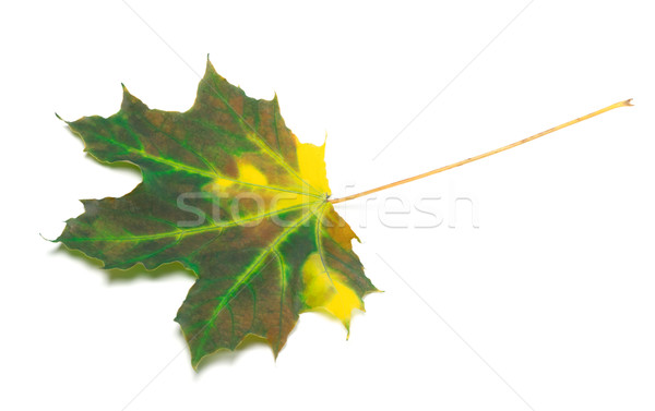 Multicolor maple leaf Stock photo © BSANI