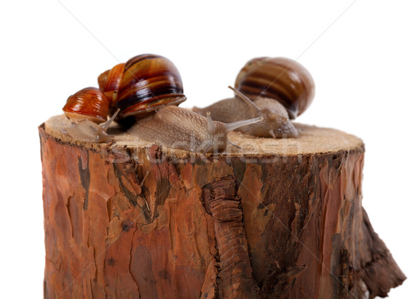 Snails family on pine-tree stump Stock photo © BSANI
