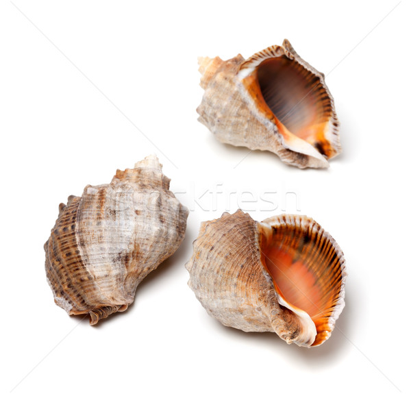 Three shells from rapana venosa Stock photo © BSANI