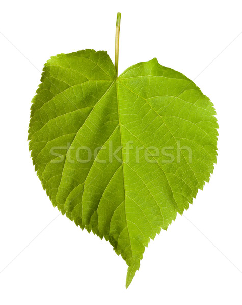 Green tilia leaf  Stock photo © BSANI