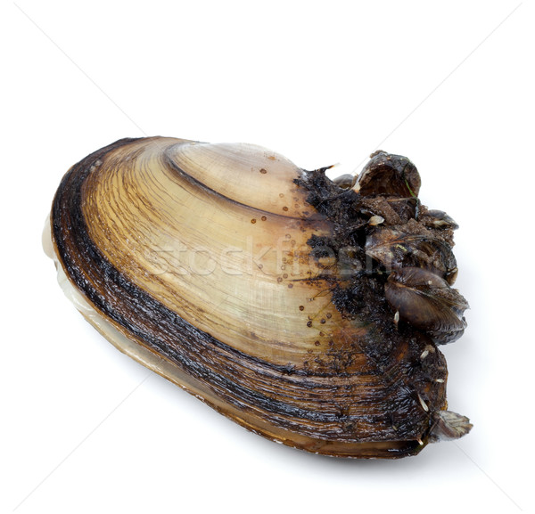 Anodonta (river mussels) overgrown on white background Stock photo © BSANI