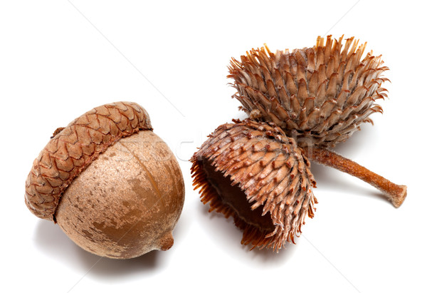 Autumn acorns on white background Stock photo © BSANI