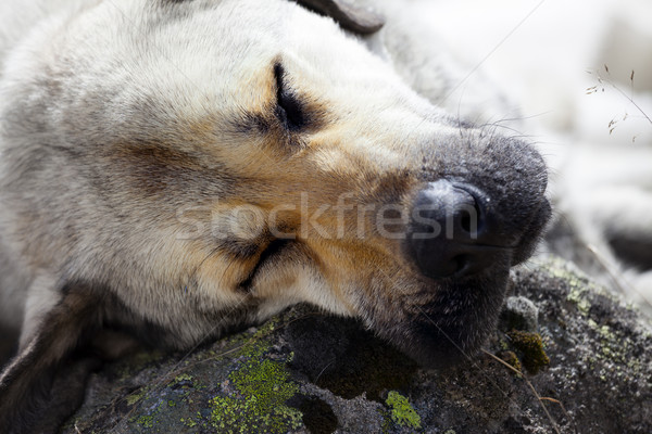 Fără adăpost câine piatră pernă vedere Imagine de stoc © BSANI