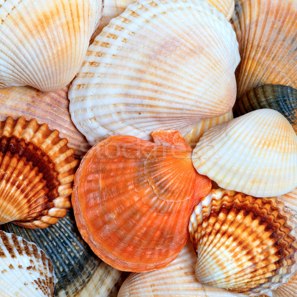 Shells of anadara and scallops Stock photo © BSANI