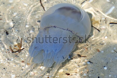 Jellyfish (Rhizostomae) swim in sea Stock photo © BSANI