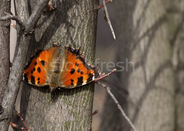 Butterfly on tree trunk in forest Stock photo © BSANI