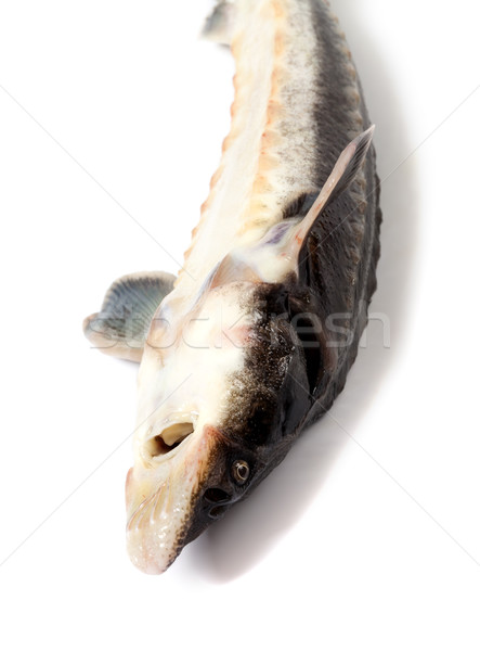 Foto d'archivio: Morti · fresche · pesce · isolato · bianco · alimentare