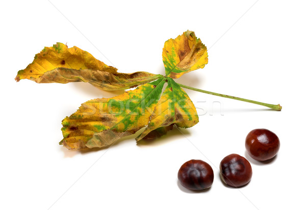 Dry autumn leaf and three seeds of chestnut Stock photo © BSANI