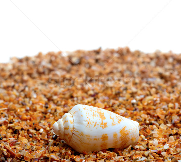 Powłoki stożek ślimak piasku biały kopia przestrzeń Zdjęcia stock © BSANI